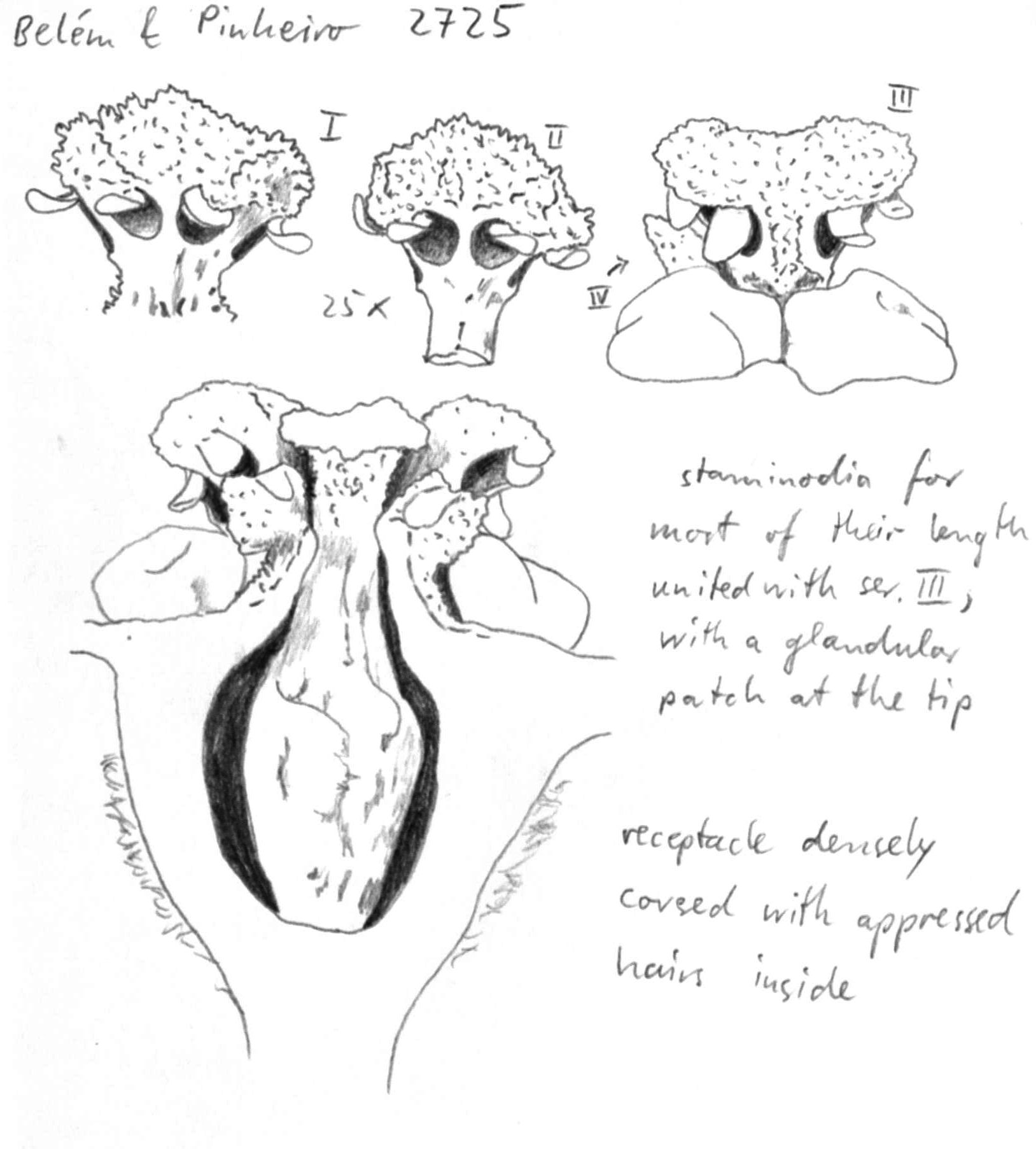 preview Nectandra matogrossensis Coe-Teix.